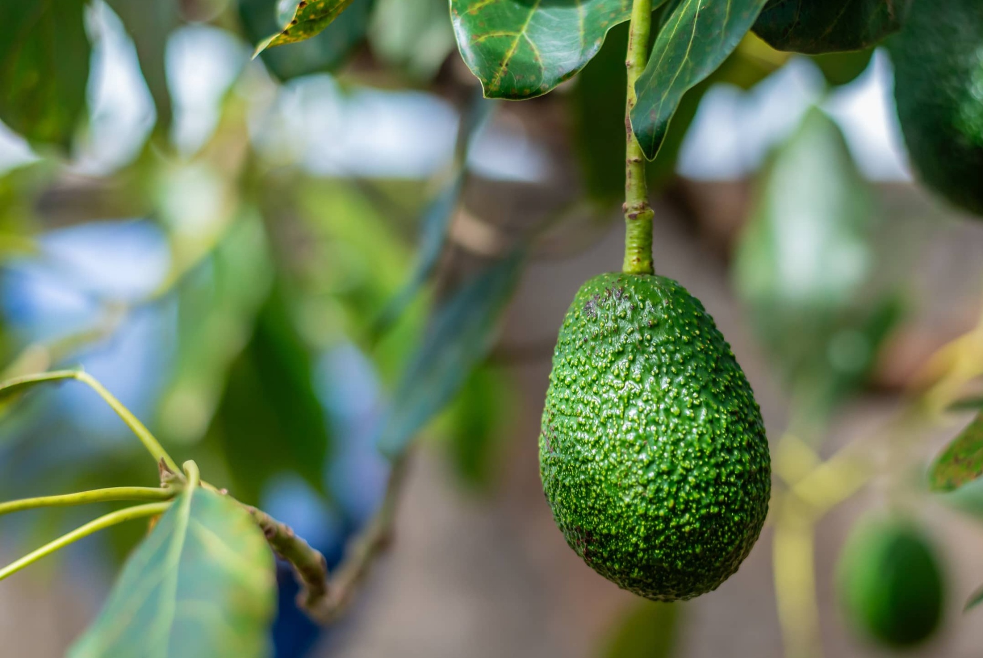 Hass avocado ripening on the tree — Farmack Network agricultural production